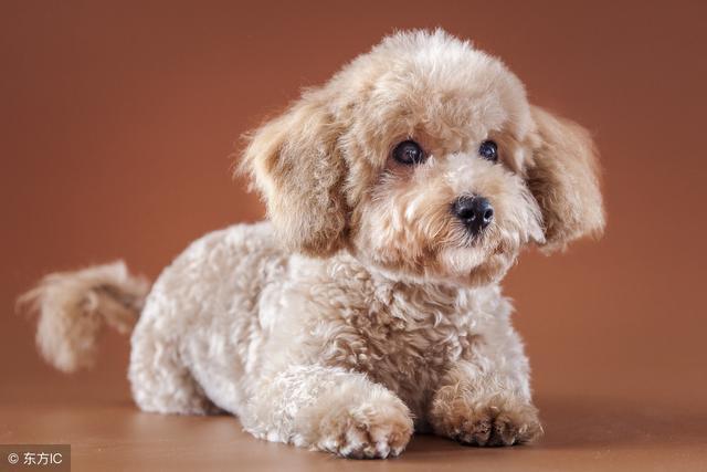 泰迪幼犬怎么喂养？这些禁忌要清楚！