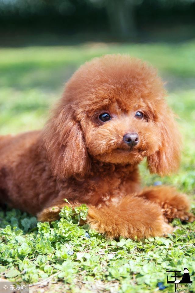 泰迪幼犬怎么喂养？这些禁忌要清楚！