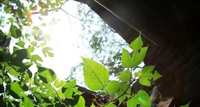 自然与人文之美 邯郸复兴区南牛叫村