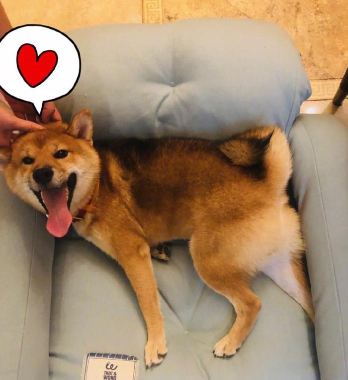 有种“吃土”叫王珞丹，收养瓢哥抱怨：拍烂片，肯定因为养不起瓢