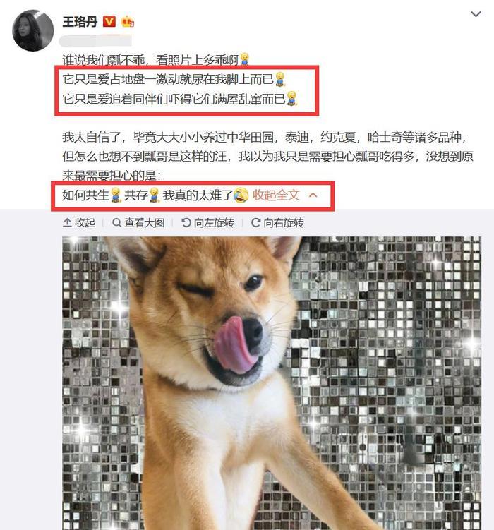 有种“吃土”叫王珞丹，收养瓢哥抱怨：拍烂片，肯定因为养不起瓢