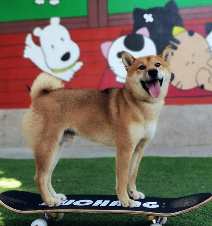 有种“吃土”叫王珞丹，收养瓢哥抱怨：拍烂片，肯定因为养不起瓢