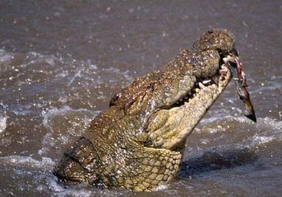 世界上咬合力最强的动物，第一名比三个老虎都厉害