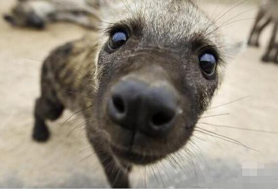 世界上咬合力最强的动物，第一名比三个老虎都厉害