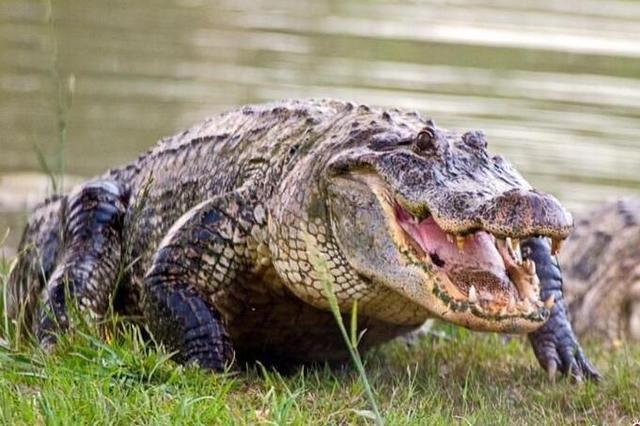 世界上咬合力最强的动物，第一名比三个老虎都厉害