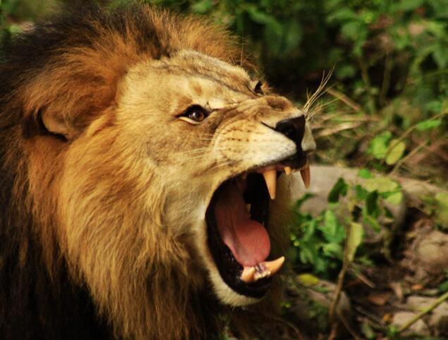 世界上咬合力最强的动物，第一名比三个老虎都厉害