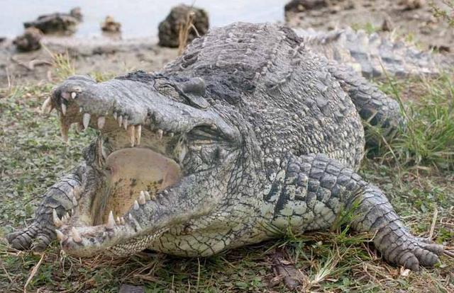 世界上咬合力最强的动物，第一名比三个老虎都厉害