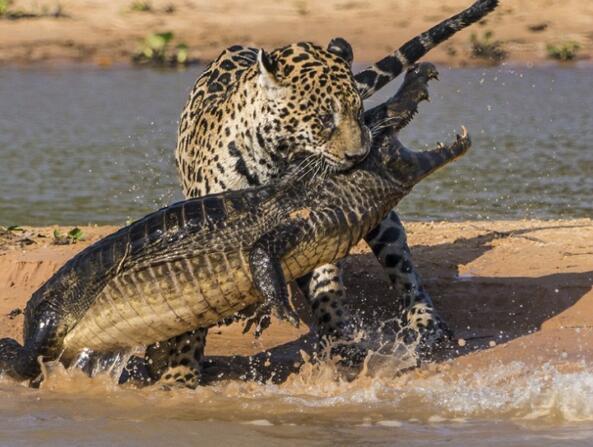 世界上咬合力最强的动物，第一名比三个老虎都厉害