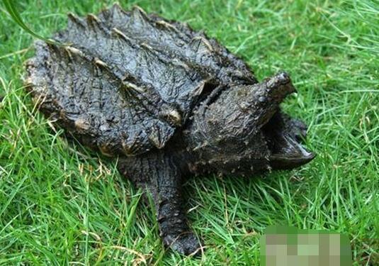 世界上咬合力最强的动物，第一名比三个老虎都厉害