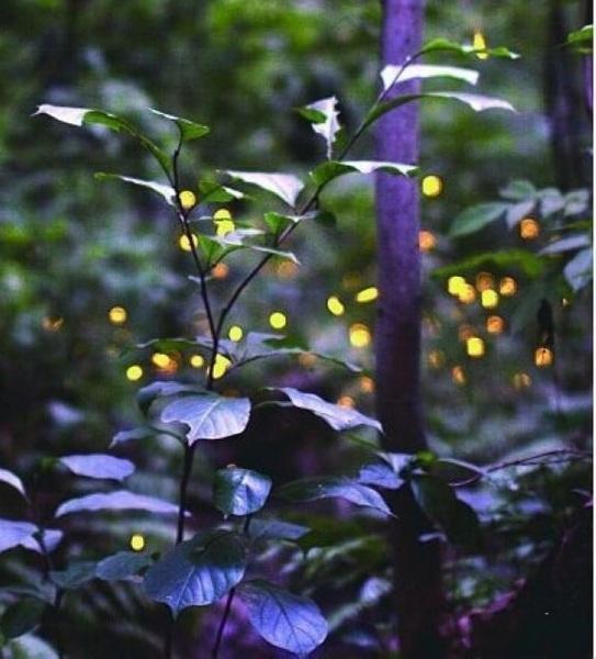 世界上5大最奇特的花儿，第一被誉为世界花王，第二会发光