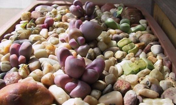 世界上5大最奇特的花儿，第一被誉为世界花王，第二会发光