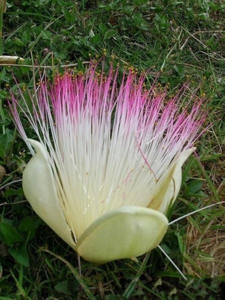 世界上5大最奇特的花儿，第一被誉为世界花王，第二会发光