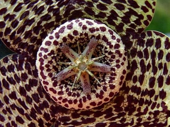 世界上5大最奇特的花儿，第一被誉为世界花王，第二会发光