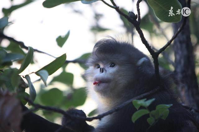 1968年的土猴人：一生的终身寿命，你认命吗？