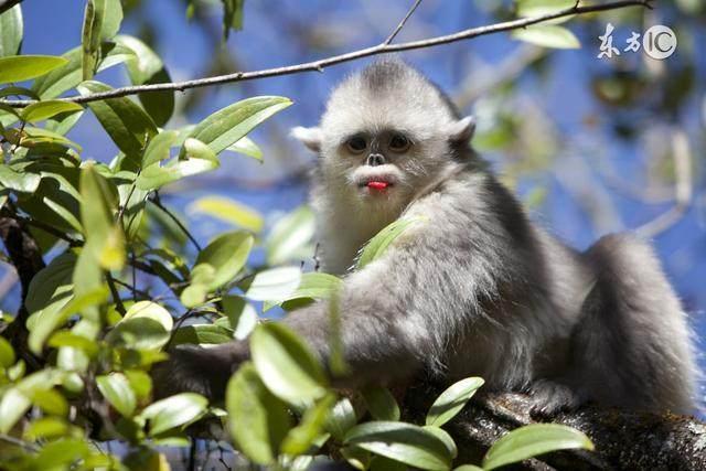 1968年的土猴人：一生的终身寿命，你认命吗？