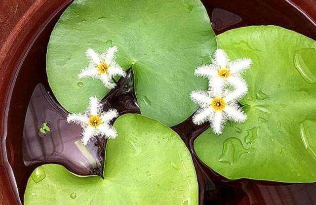 一叶莲养起来太简单了，只要一片叶子，盆里放点水就能开花