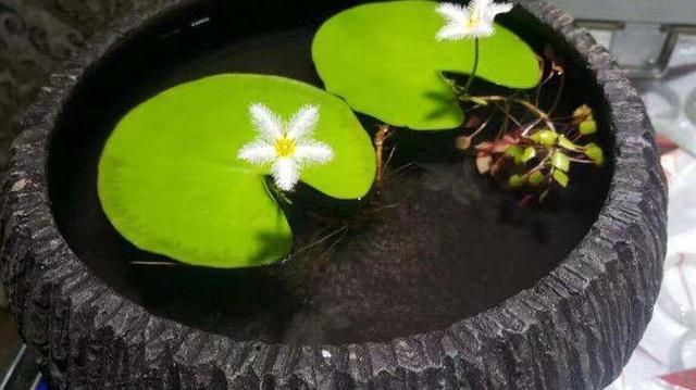 一叶莲养起来太简单了，只要一片叶子，盆里放点水就能开花