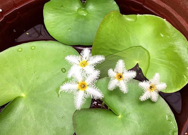一叶莲养起来太简单了，只要一片叶子，盆里放点水就能开花