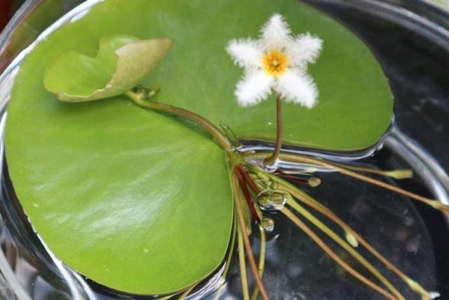 一叶莲养起来太简单了，只要一片叶子，盆里放点水就能开花