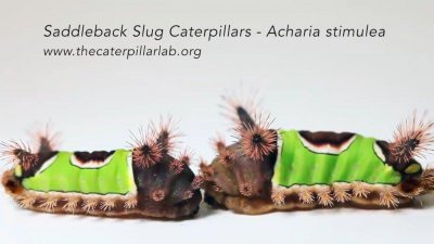 ​很多人在网上看到过的这种毛毛虫……