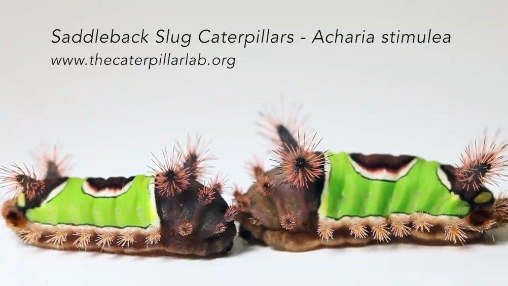 很多人在网上看到过的这种毛毛虫……