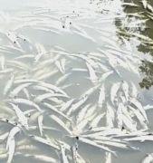 一养殖场万条中华鲟一夜死亡 已是第二次