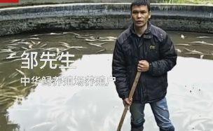 一养殖场万条中华鲟一夜死亡 已是第二次