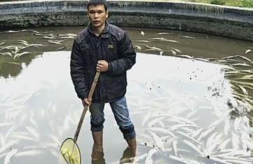 一养殖场万条中华鲟一夜死亡 已是第二次