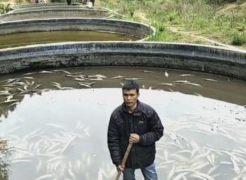 一养殖场万条中华鲟一夜死亡 已是第二次