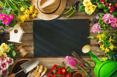 ​狒狒花的繁殖方式，这么做长得超好！