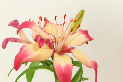 ​百合花珠芽怎么处理