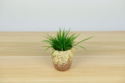 ​菖蒲盆景怎么过冬？