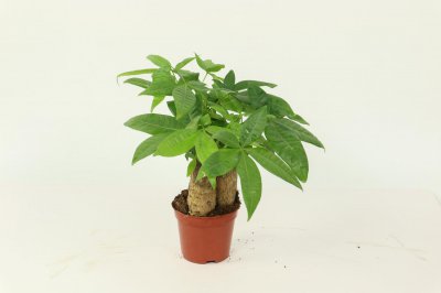 ​大发财树的修剪方法