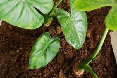 ​滴水观音和千手观音的区别，哪个有毒