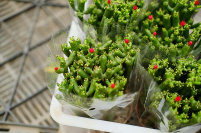 ​膨珊瑚怎么施肥