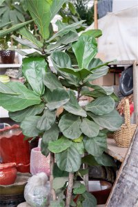 ​琴叶榕怎么繁殖