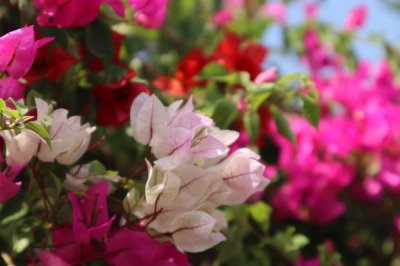 ​三角梅的品种有哪些，怎么修剪开花多