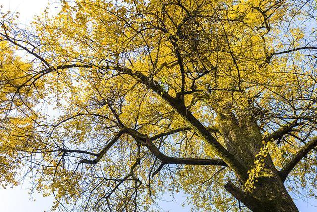 中国最得道的山，白娘子曾经在此修炼过，秋色正美！你知道是哪吗