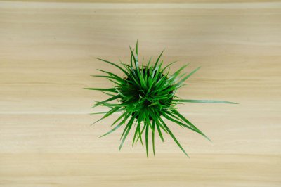 ​菖蒲什么时候换盆？