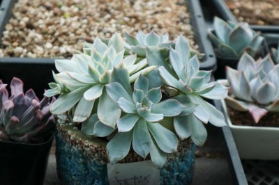 ​多肉制作花篮的方法