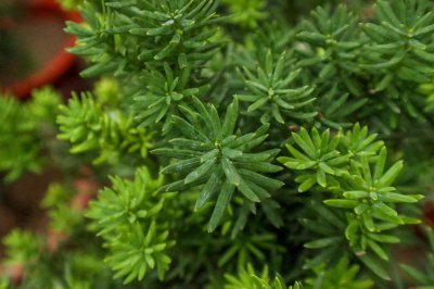 ​红豆杉有毒吗