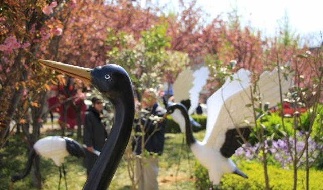 中国最低调的樱花小城4000米樱花大道免费看，游客却不多