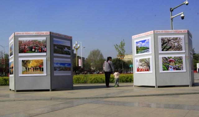 中国最低调的樱花小城4000米樱花大道免费看，游客却不多