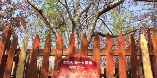 中国最低调的樱花小城4000米樱花大道免费看，游客却不多