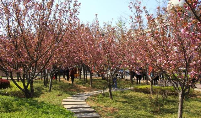 中国最低调的樱花小城4000米樱花大道免费看，游客却不多