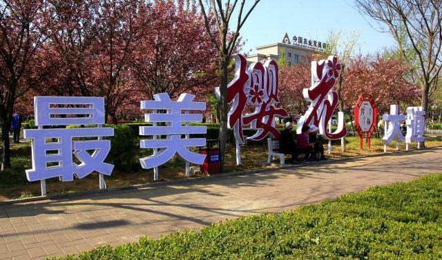 中国最低调的樱花小城4000米樱花大道免费看，游客却不多