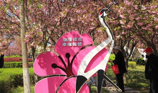 中国最低调的樱花小城4000米樱花大道免费看，游客却不多