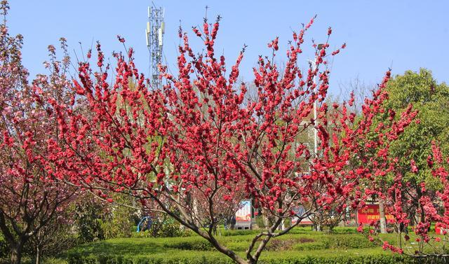 中国最低调的樱花小城4000米樱花大道免费看，游客却不多
