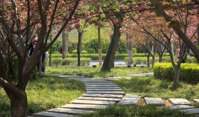 中国最低调的樱花小城4000米樱花大道免费看，游客却不多