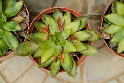 ​用鸡蛋壳种植多肉的方法